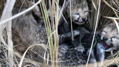 MP Kuno National Park: Good news, four cheetahs born in Kuno National Park, Madhya Pradesh