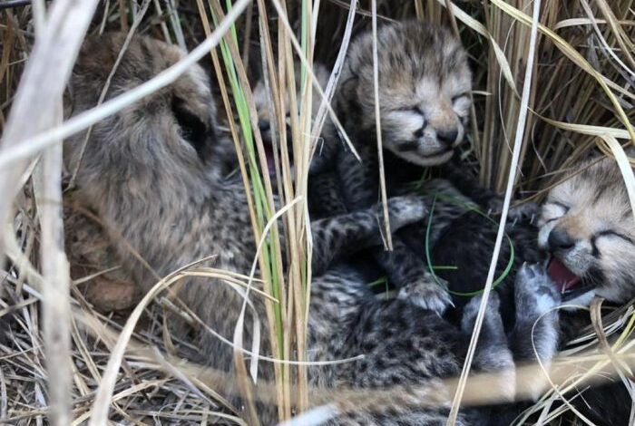 MP Kuno National Park: Good news, four cheetahs born in Kuno National Park, Madhya Pradesh