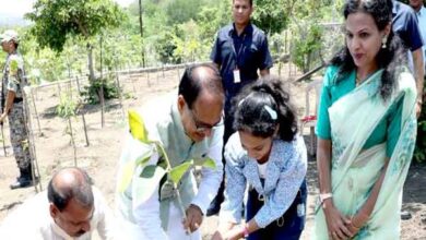 Plantation Tree: Chief Minister Shivraj Singh Chouhan planted banyan, mango and karanj plants